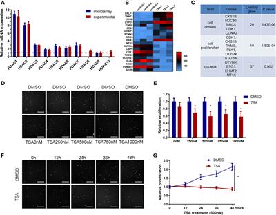 Histone Deacetylase Inhibitor Trichostatin A Reduces Endothelial Cell Proliferation by Suppressing STAT5A-Related Gene Transcription